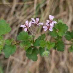 Pelargonium australe (Austral Stork's-bill) at Hughes, ACT - 10 Feb 2021 by JackyF