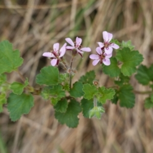 Pelargonium australe at Hughes, ACT - 10 Feb 2021