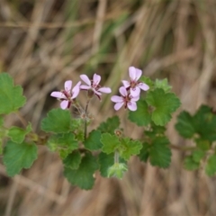 Pelargonium australe at Hughes, ACT - 10 Feb 2021