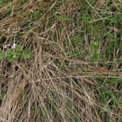 Pelargonium australe at Hughes, ACT - 10 Feb 2021