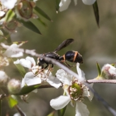 Ceriana (Sphiximorpha) breviscapa (Wasp-mimic hoverfly) at Acton, ACT - 10 Nov 2020 by AlisonMilton