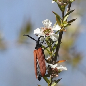 Porrostoma rhipidium at Acton, ACT - 10 Nov 2020