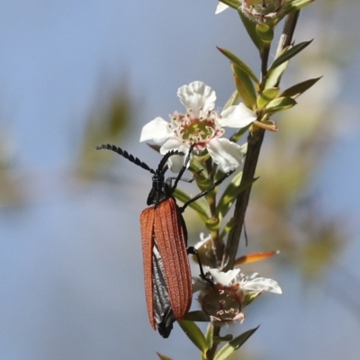 Porrostoma rhipidium (Long-nosed Lycid (Net-winged) beetle) at Acton, ACT - 9 Nov 2020 by AlisonMilton