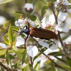 Porrostoma rhipidium at Acton, ACT - 10 Nov 2020