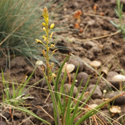 Bulbine sp. at Cooleman, NSW - 6 Feb 2021 by alex_watt