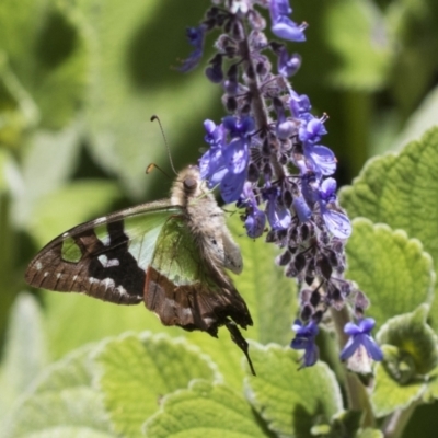 Graphium macleayanum (Macleay's Swallowtail) at Acton, ACT - 10 Nov 2020 by AlisonMilton