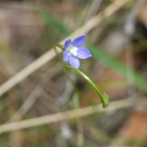 Wahlenbergia multicaulis at Hughes, ACT - 10 Feb 2021 01:42 PM