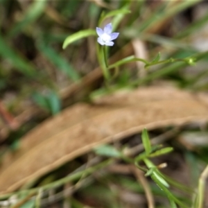 Wahlenbergia multicaulis at Hughes, ACT - 10 Feb 2021