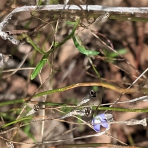 Wahlenbergia multicaulis at Hughes, ACT - 10 Feb 2021 01:42 PM