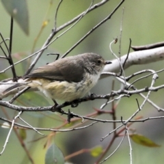 Acanthiza reguloides at Majura, ACT - 12 Oct 2020