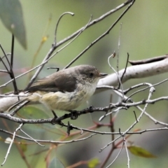 Acanthiza reguloides at Majura, ACT - 12 Oct 2020