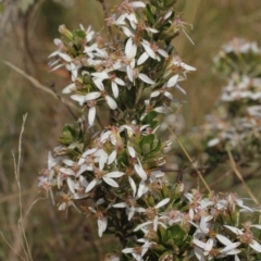 Olearia myrsinoides (Blush Daisy Bush) at Cooleman, NSW - 6 Feb 2021 by alexwatt