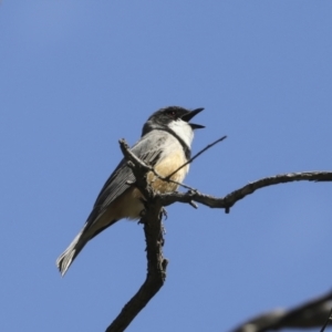 Pachycephala rufiventris at Majura, ACT - 12 Oct 2020