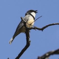 Pachycephala rufiventris at Majura, ACT - 12 Oct 2020