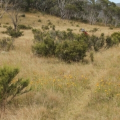 Hakea microcarpa (Small-fruit Hakea) at Cooleman, NSW - 6 Feb 2021 by alexwatt