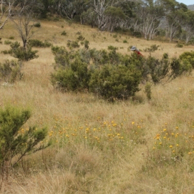 Hakea microcarpa (Small-fruit Hakea) at Cooleman, NSW - 6 Feb 2021 by alexwatt