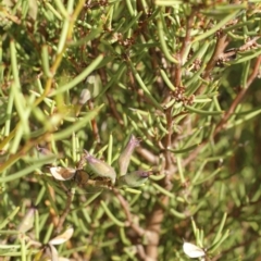 Hakea microcarpa at Cooleman, NSW - 6 Feb 2021 11:08 PM