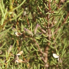 Hakea microcarpa at Cooleman, NSW - 6 Feb 2021 11:08 PM