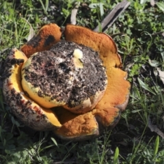 zz bolete at Mount Ainslie - 12 Oct 2020 by AlisonMilton