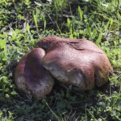 zz bolete at Majura, ACT - 12 Oct 2020