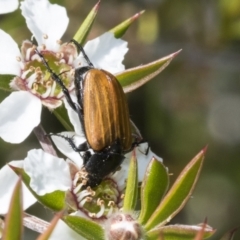 Phyllotocus rufipennis (Nectar scarab) at Acton, ACT - 9 Nov 2020 by AlisonMilton