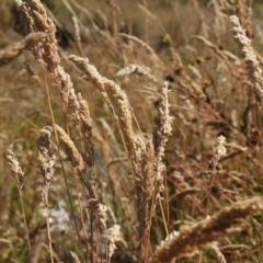 Holcus lanatus (Yorkshire Fog) at Cooleman, NSW - 6 Feb 2021 by alex_watt