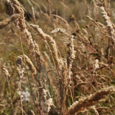 Holcus lanatus (Yorkshire Fog) at Cooleman, NSW - 6 Feb 2021 by alex_watt