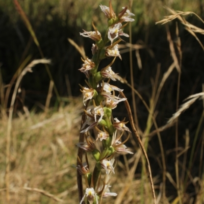 Prasophyllum viriosum (Stocky leek orchid) at Cooleman, NSW - 6 Feb 2021 by alexwatt