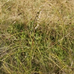 Prasophyllum viriosum at Cooleman, NSW - 6 Feb 2021