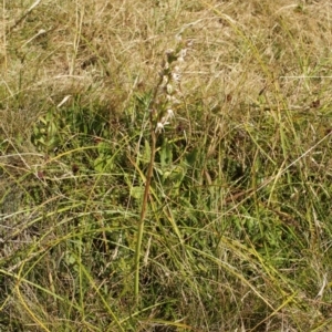 Prasophyllum viriosum at Cooleman, NSW - 6 Feb 2021