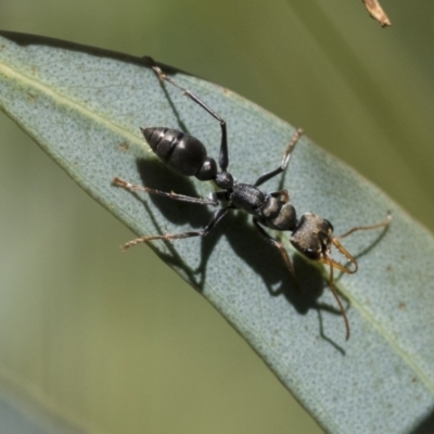 Myrmecia sp., pilosula-group (Jack jumper) at Acton, ACT - 9 Nov 2020 by AlisonMilton