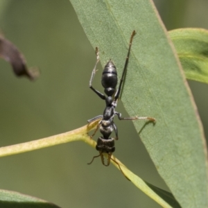 Myrmecia sp., pilosula-group at Acton, ACT - 10 Nov 2020 10:50 AM