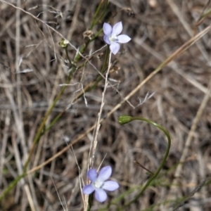 Wahlenbergia multicaulis at Hughes, ACT - 10 Feb 2021