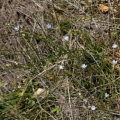 Wahlenbergia multicaulis at Hughes, ACT - 10 Feb 2021