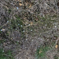 Wahlenbergia multicaulis at Hughes, ACT - 10 Feb 2021