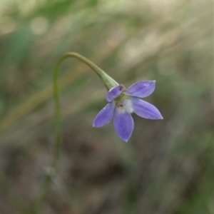 Wahlenbergia multicaulis at Hughes, ACT - 10 Feb 2021