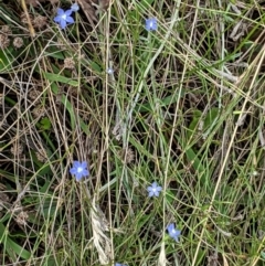 Wahlenbergia multicaulis at Hughes, ACT - 10 Feb 2021