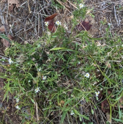 Vittadinia muelleri (Narrow-leafed New Holland Daisy) at Deakin, ACT - 10 Feb 2021 by JackyF