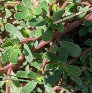 Portulaca oleracea at Deakin, ACT - 10 Feb 2021