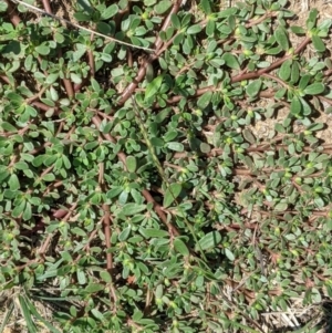 Portulaca oleracea at Deakin, ACT - 10 Feb 2021