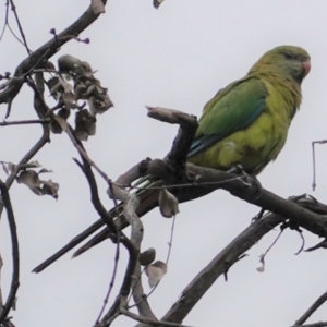 Polytelis swainsonii at Hughes, ACT - 9 Feb 2021