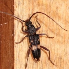 Phoracantha punctata (Longhorn beetle) at Melba, ACT - 7 Feb 2021 by kasiaaus