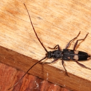 Phoracantha punctata at Melba, ACT - 7 Feb 2021