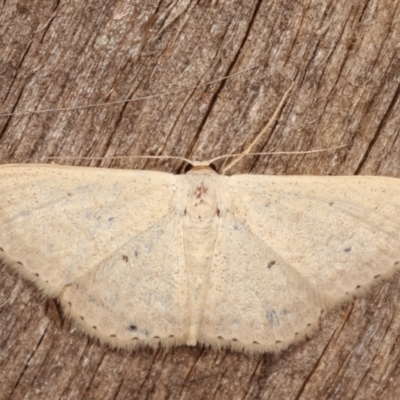 Scopula optivata (Varied Wave) at Melba, ACT - 7 Feb 2021 by kasiaaus