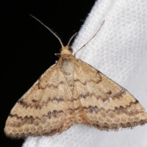 Scopula rubraria at Melba, ACT - 7 Feb 2021