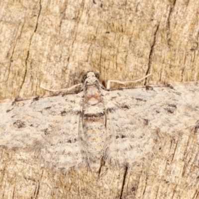 Chloroclystis insigillata (Chloroclystis insigillata) at Melba, ACT - 6 Feb 2021 by kasiaaus