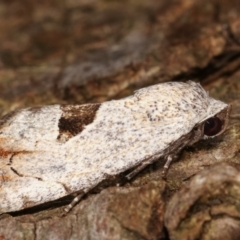 Armactica conchidia (Conchidia Moth) at Melba, ACT - 7 Feb 2021 by kasiaaus