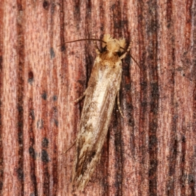 Moerarchis inconcisella (A tineid moth) at Melba, ACT - 6 Feb 2021 by kasiaaus