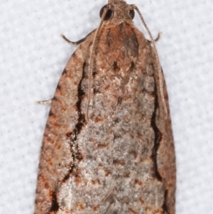 Meritastis undescribed species at Melba, ACT - 7 Feb 2021