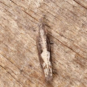 Strepsicrates macropetana at Melba, ACT - 7 Feb 2021 12:29 AM